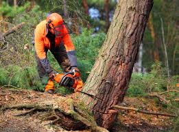 Best Arborist Consultation Services  in Crouch Mesa, NM