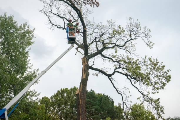 How Our Tree Care Process Works  in  Crouch Mesa, NM