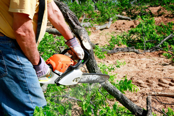 Lawn Grading and Leveling in Crouch Mesa, NM